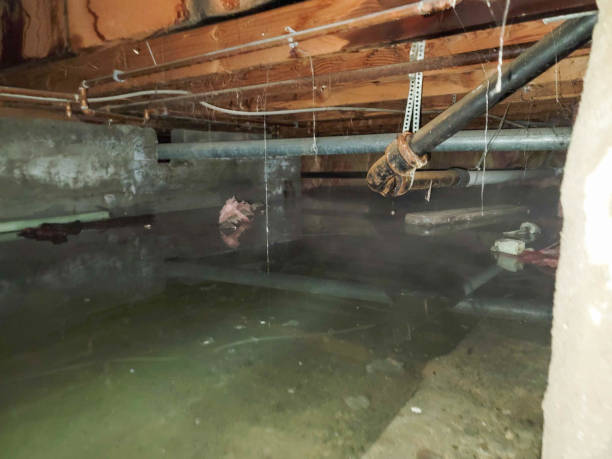 Best Local water damage restoration  in Apex, NC